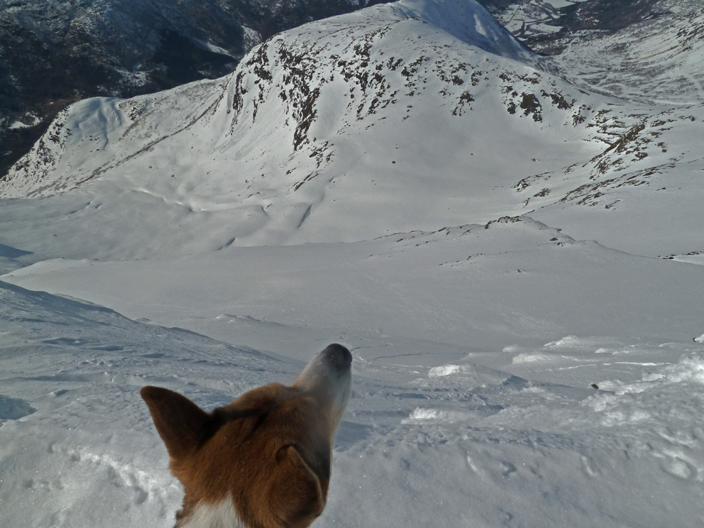 ski touring with dog Vanndalen