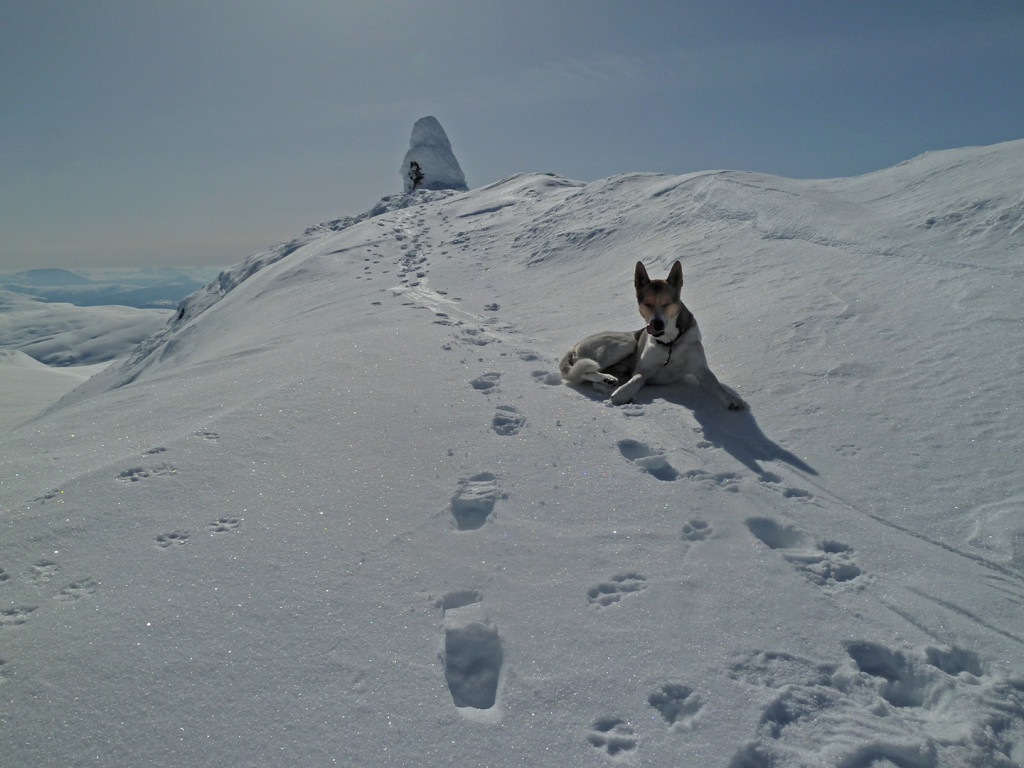 Ski touring with dog